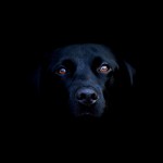 Black-labrador-dog-1920×1080-hd-wallpaper-animals-pets