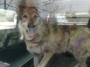 Cani e Canili